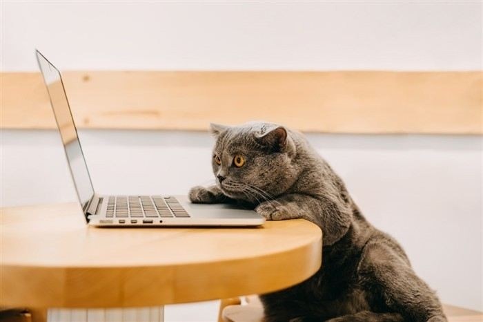 Описание шагов для заполнения заявки на возврат через Apple Support