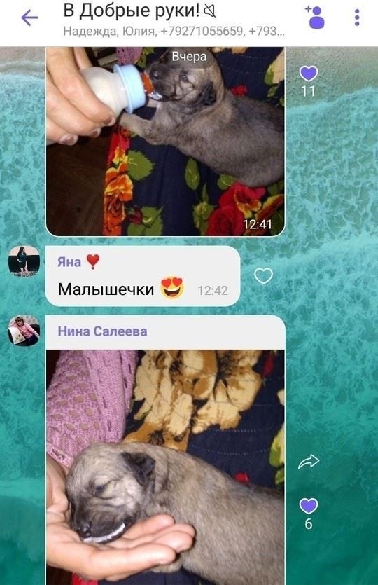 Как защитить домашних животных в сельской местности: Проактивные меры