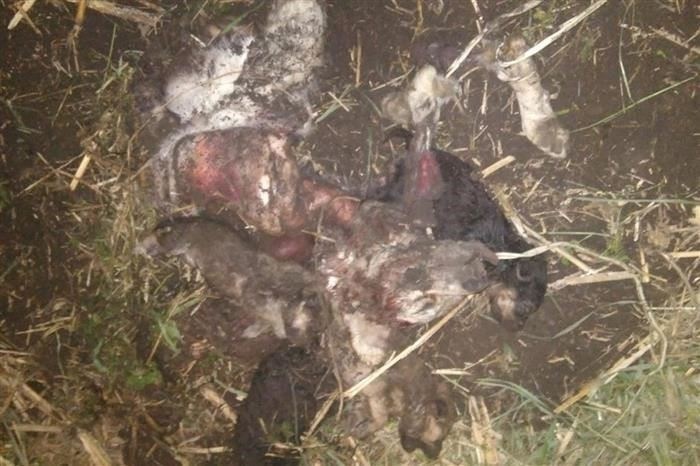 Что делать, если вы обнаружили убийство собаки в вашем районе